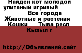 Найден кот,молодой упитаный игривый 12.03.2017 - Все города Животные и растения » Кошки   . Тыва респ.,Кызыл г.